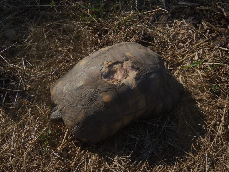 Testudo marginata...vecchissima!